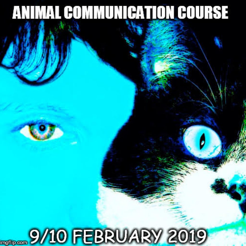 ANIMAL COMMUNICATION COURSE